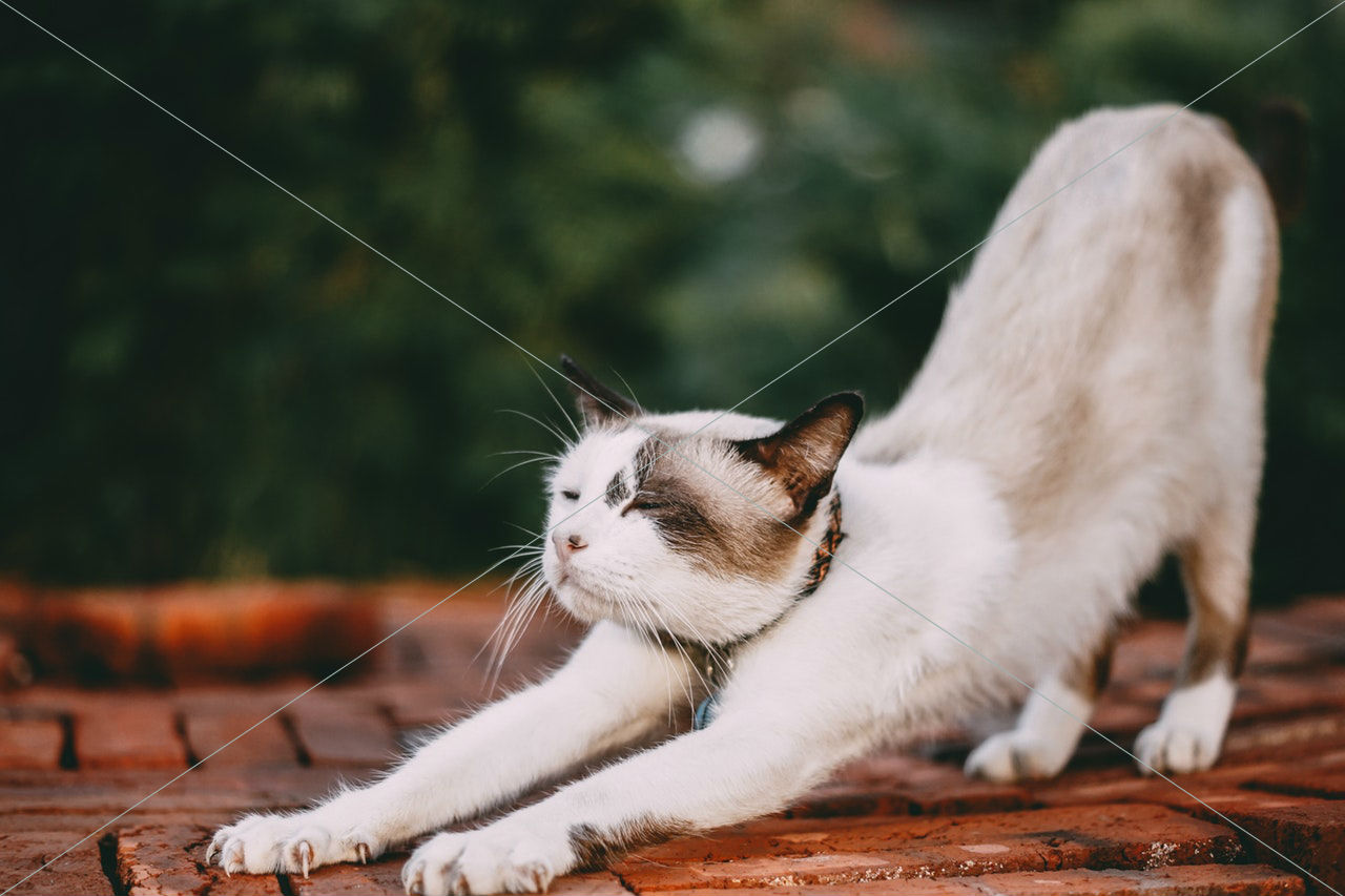 adorable animal cat