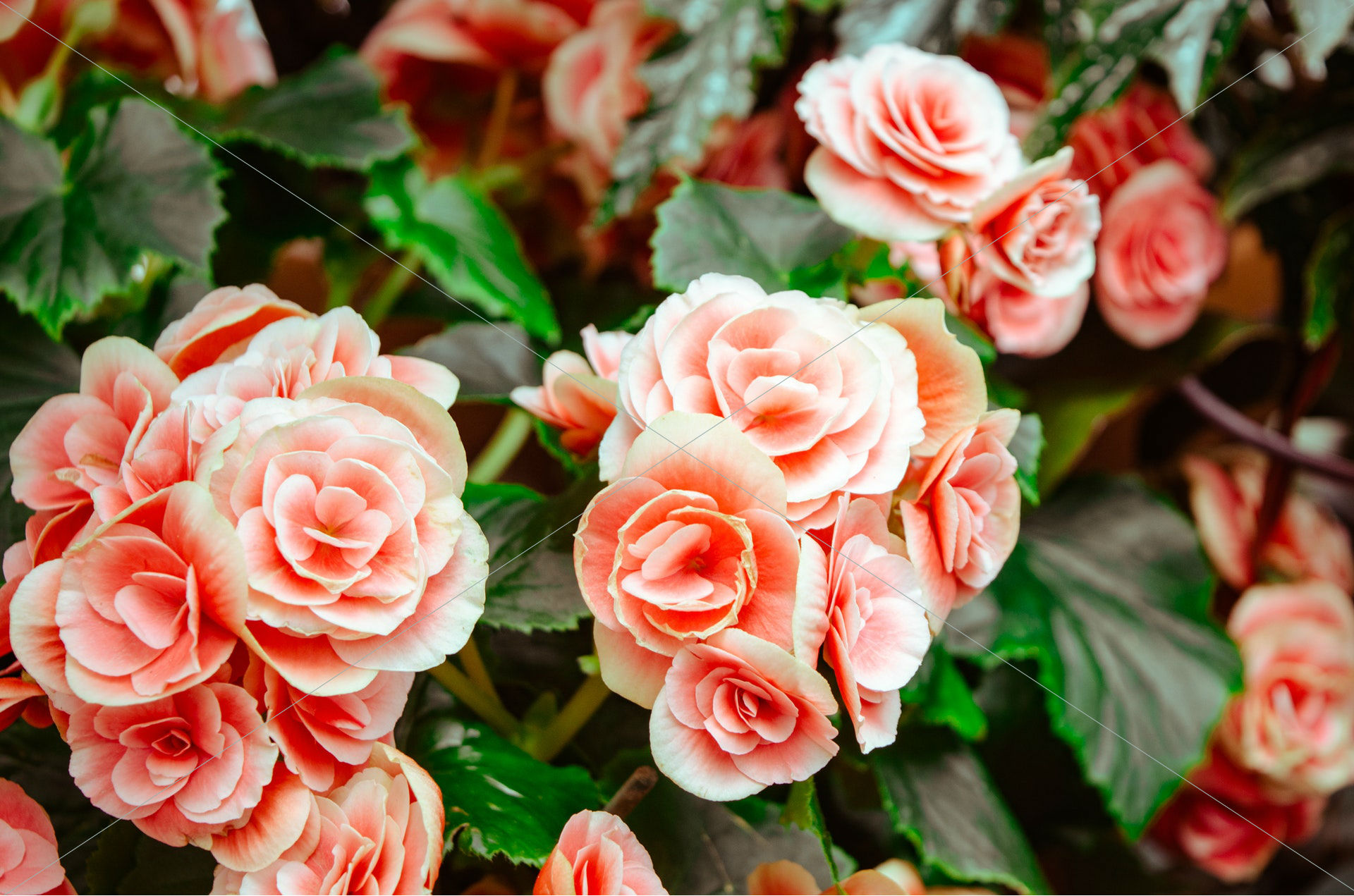 beautiful bloom blooming