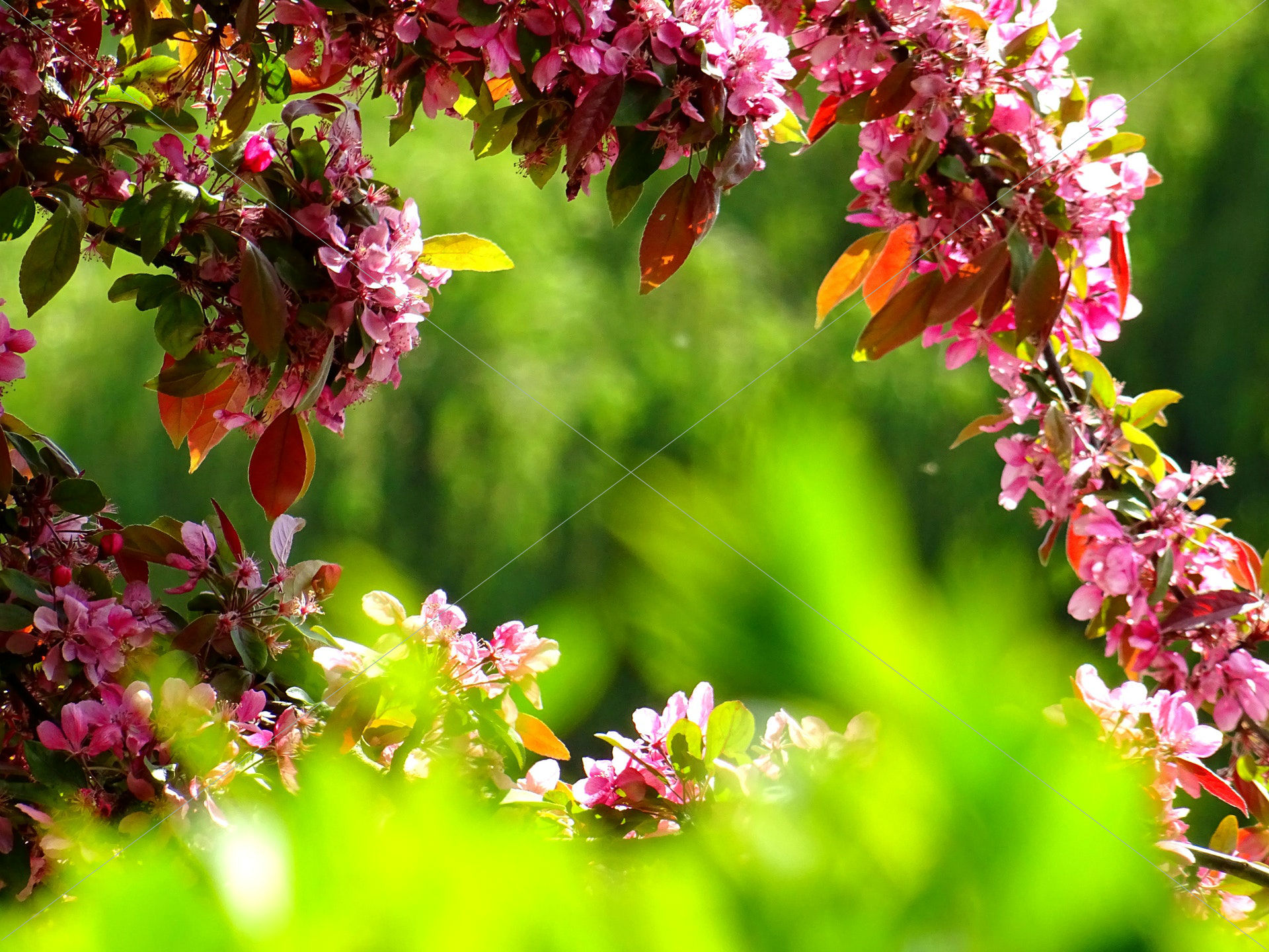 beautiful bloom blooming