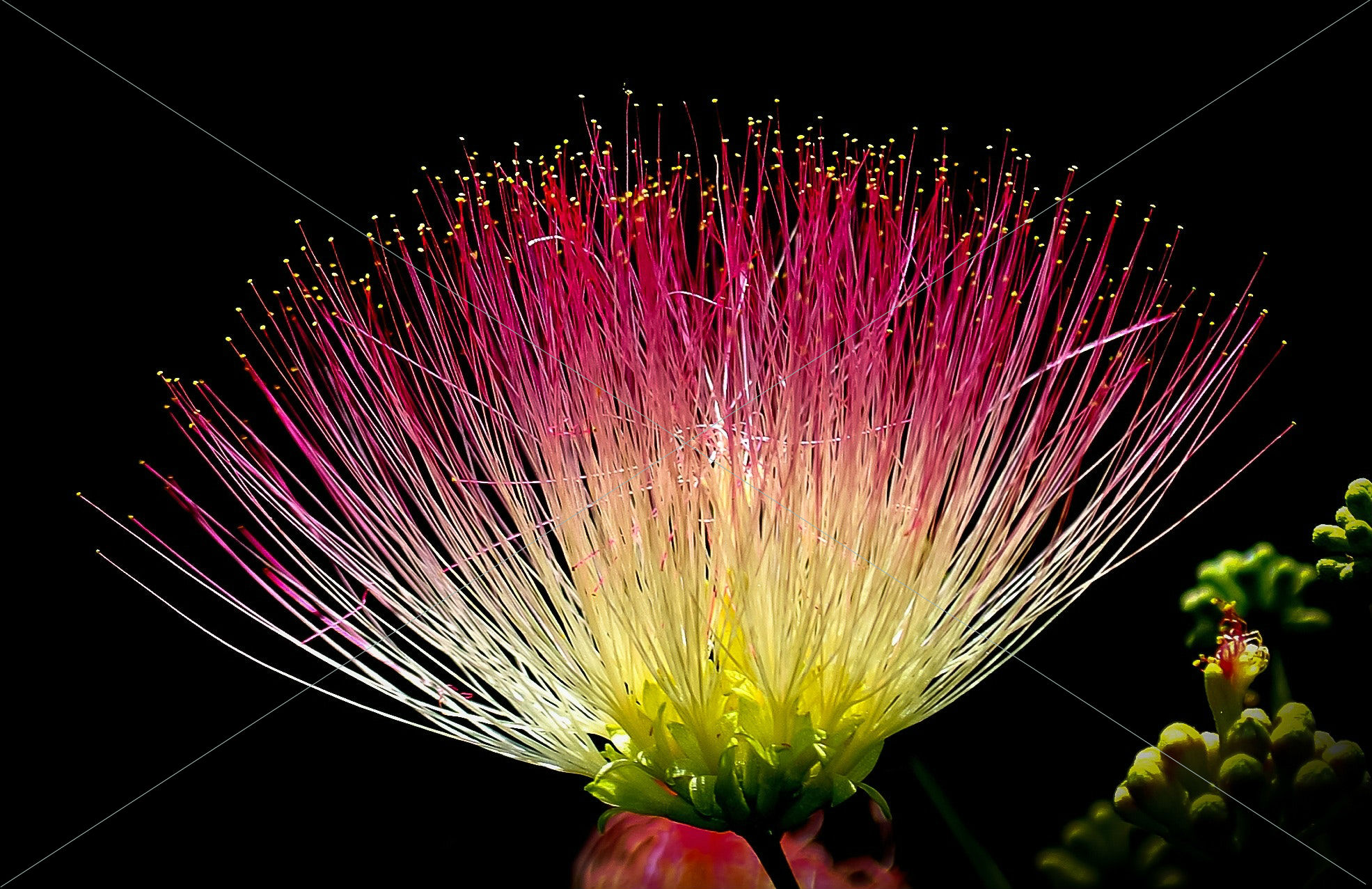 beautiful bloom blossom