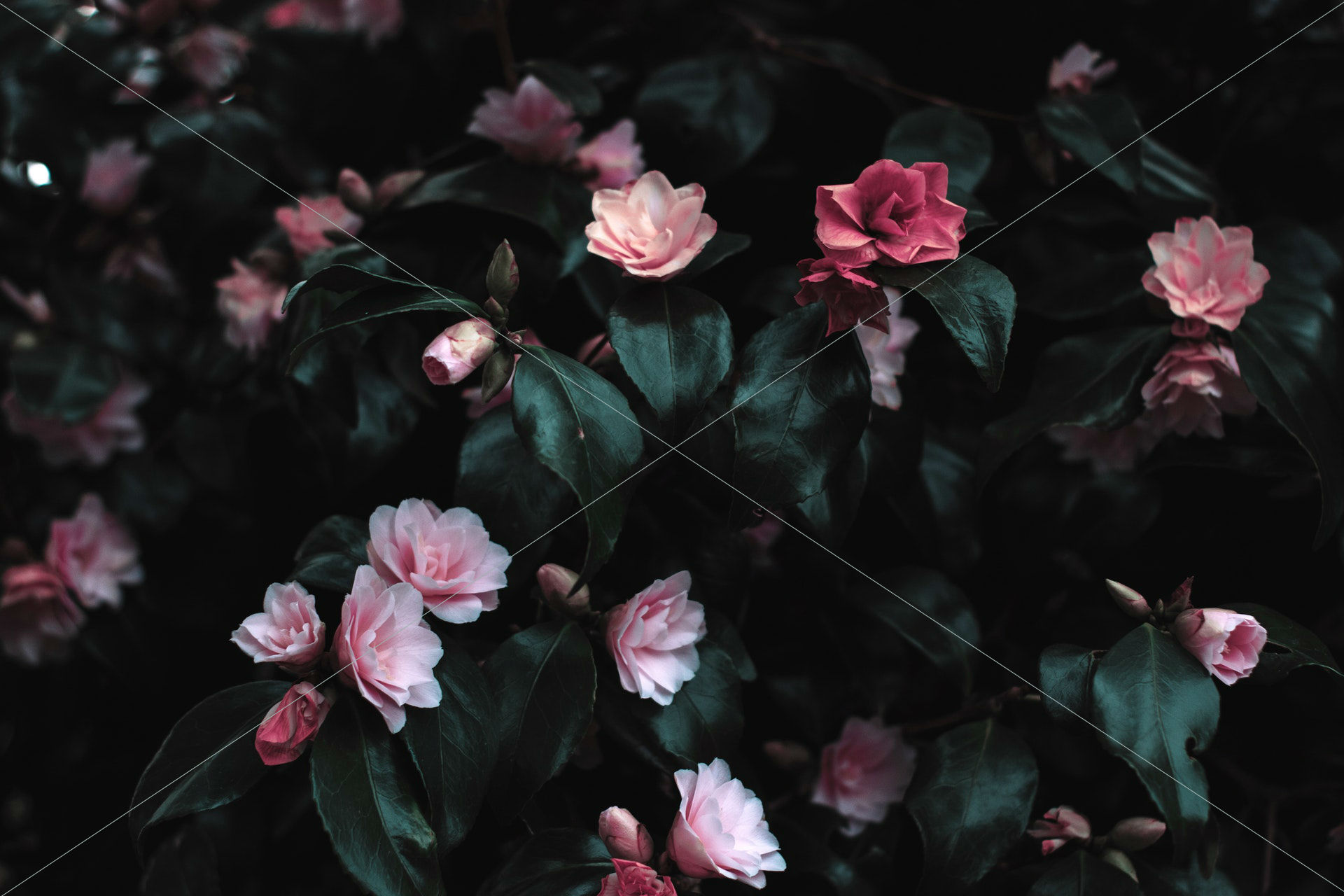 beautiful blooming bouquet
