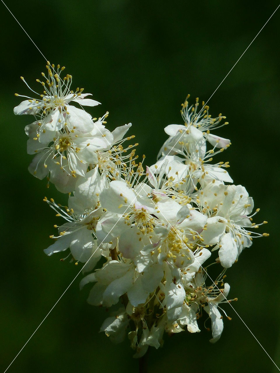 inflorescence