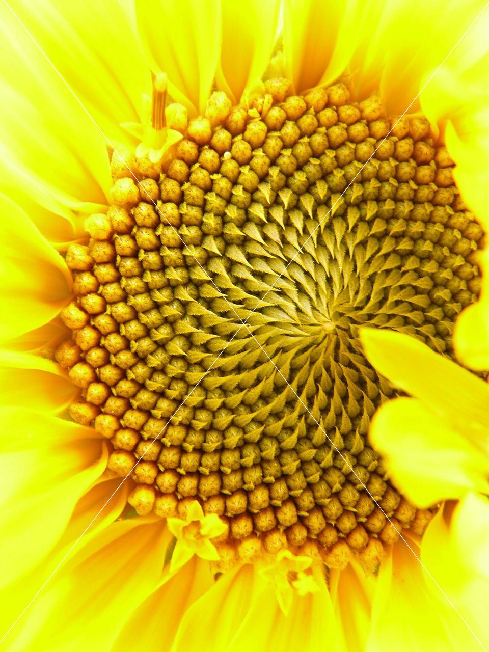 inflorescence