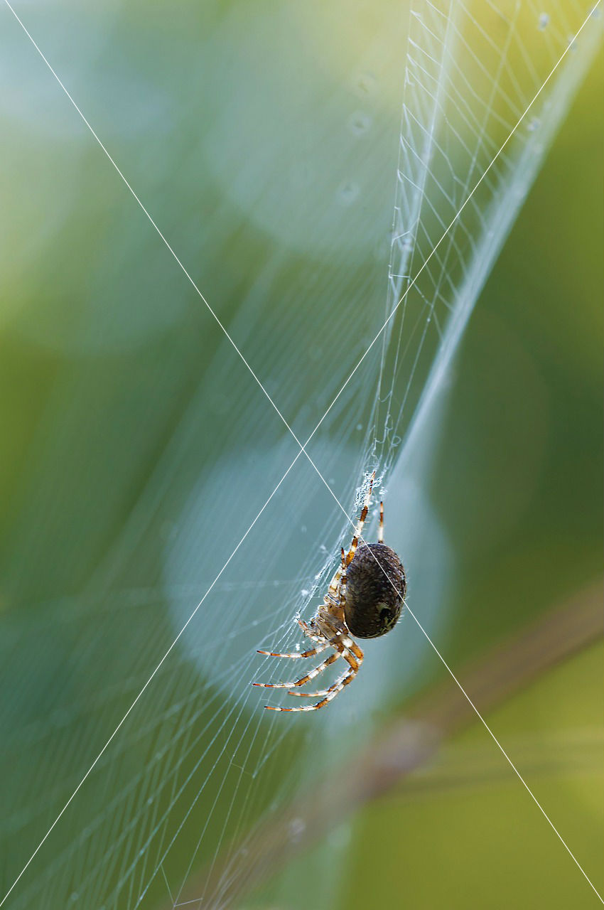 schilfradspinne